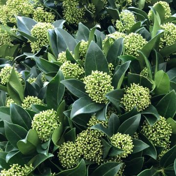 Skimmia japonica 'White Globe'