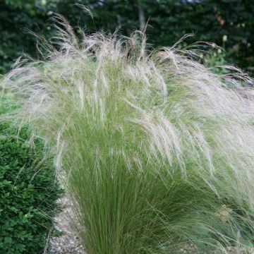 Stipa tenuissima 'Ponytails' - Vedergras