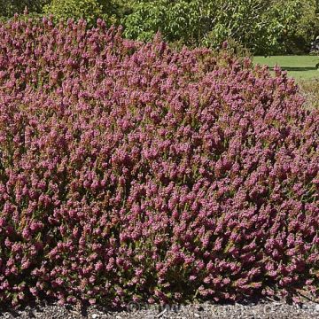 Erica vagans 'Mrs D.F. Maxwell' - Winterheide 