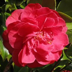 Camellia japonica Dr. King