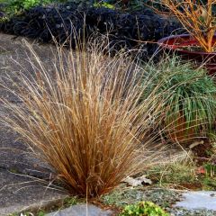 Carex buchananii 'Red Rooster' - Rode Zegge