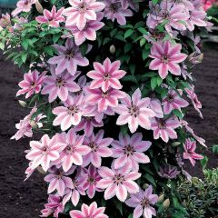 Clematis 'Nelly Moser' - Bosrank
