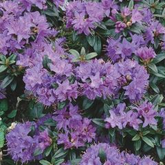 Rhododendron 'Gristede' - Dwergrhododendron