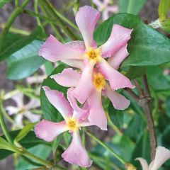 Trachelospermum jasminoides 'Pink Showers'