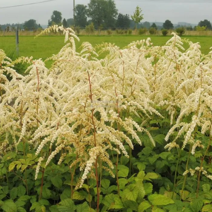 Plant Profile for Astilbe thunbergii 'Prof. van der Wielen' - Tall Japanese Astilbe Perennial