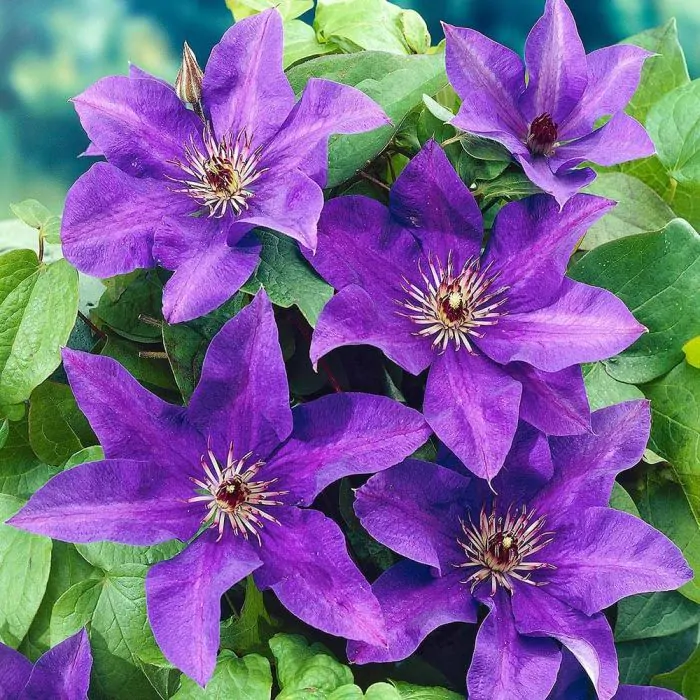 Clematis 'The President' - Bosrank