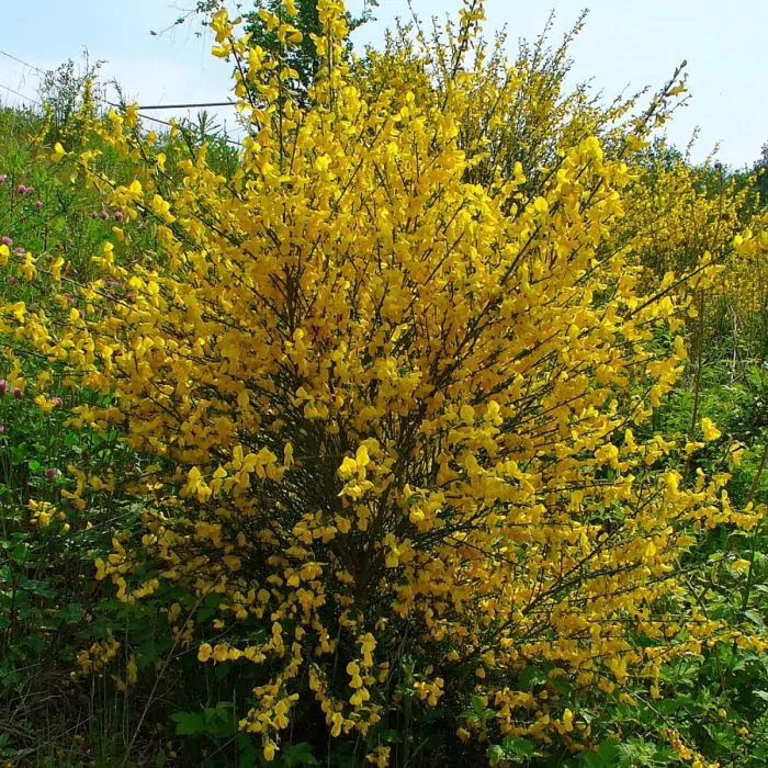 Cytisus scoparius - Brem kopen?