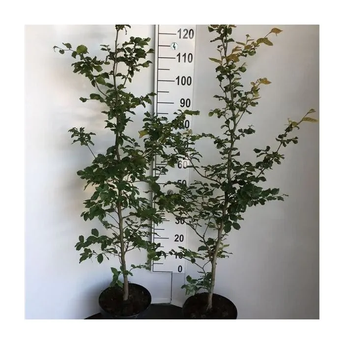 Fagus sylvatica ofwel Groene Beukenhaag 100-125cm kopen?