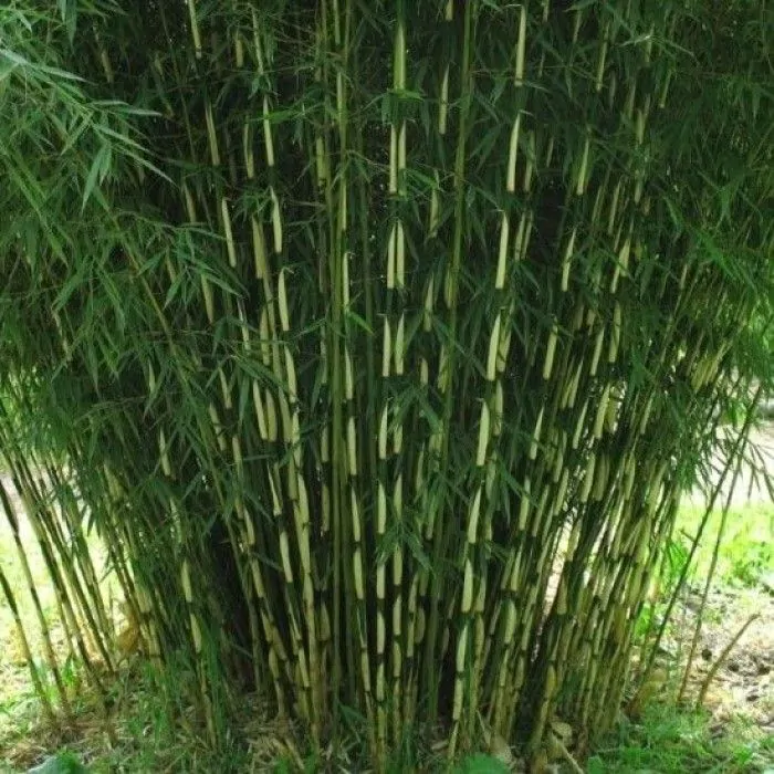bamboo plants for indoors Lucky Bamboo