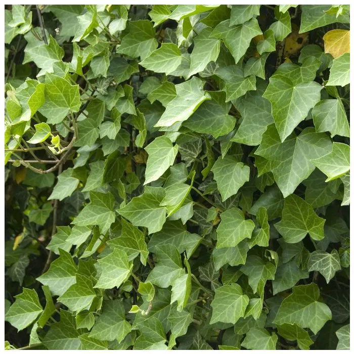 kirschlorbeer 100 120 Portugiesischer Kirschlorbeer Angustifolia Höhe 100-120 cm Ballenware main image 0