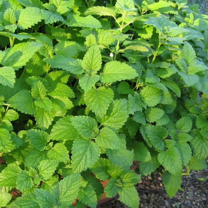calamint plant Calamintha nepeta ssp. glandulosa 'White Cloud', White Calamint – Dancing  Oaks Nursery and Gardens main image 0