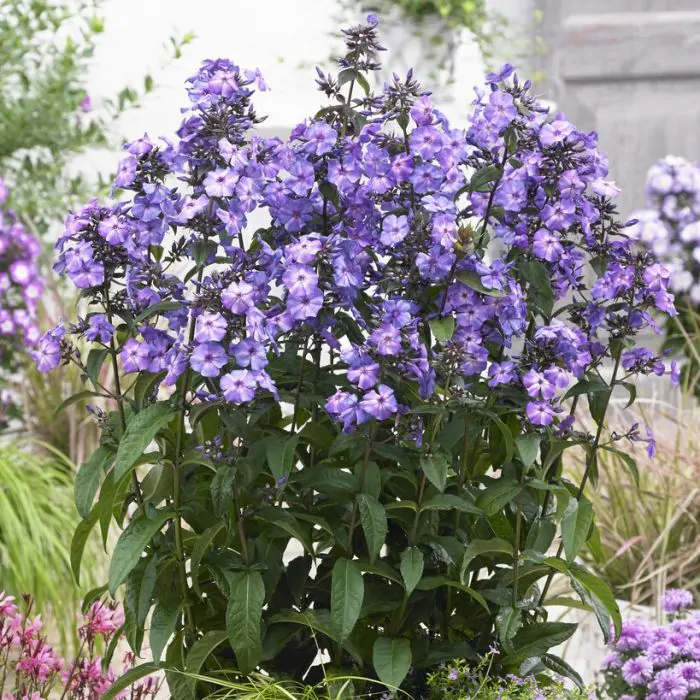 Phlox paniculata Blue Paradise Vlambloem kopen