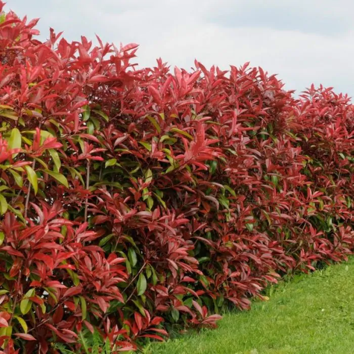 Photinia fraseri 'Red Robin' - Glansmispel