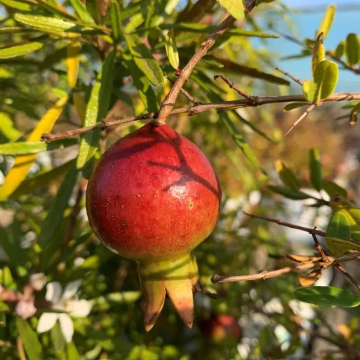 Punica granatum - Granaatappel