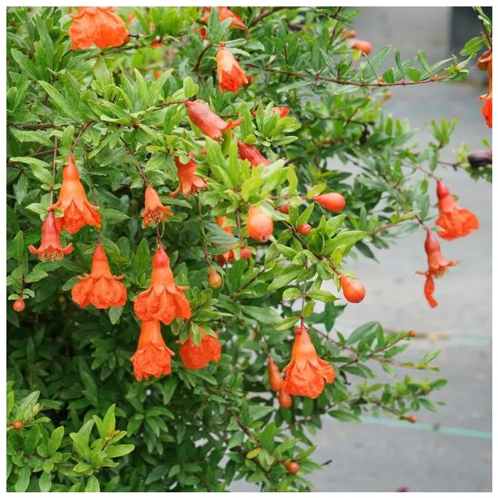 Punica granatum - Granaatappel