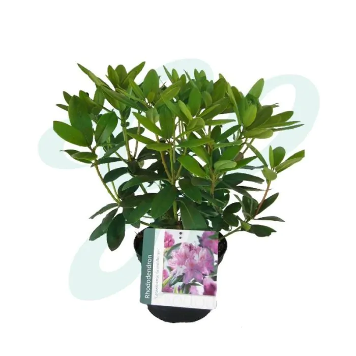 Rhododendron catawbiense 'Grandiflorum' - Rododendron kopen?