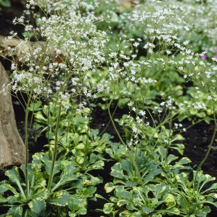 Saxifraga urbium 'Variegata' - Schildersverdriet 'Variegata' kopen?