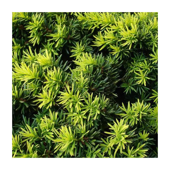 De Taxus baccata 'Summergold'- Venijnboom kopen?