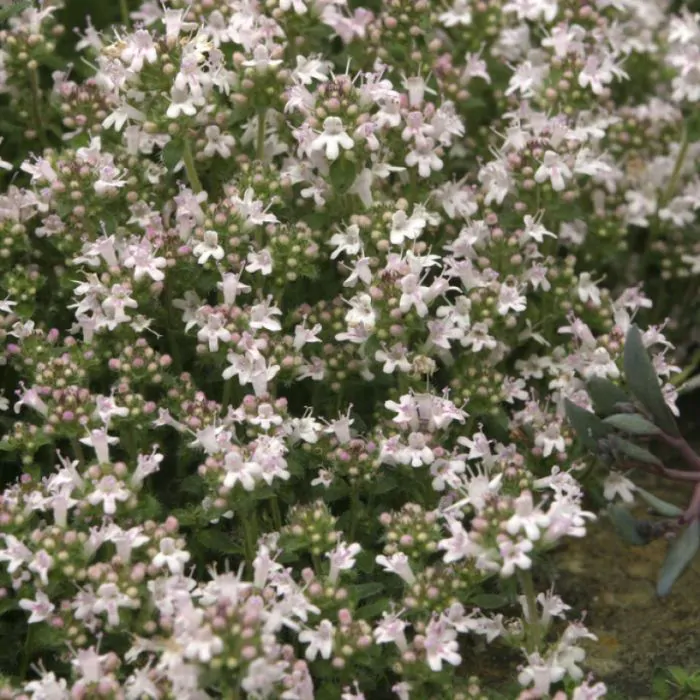 Thymus praecox 'Pink Chintz' Kruiptijm kopen?