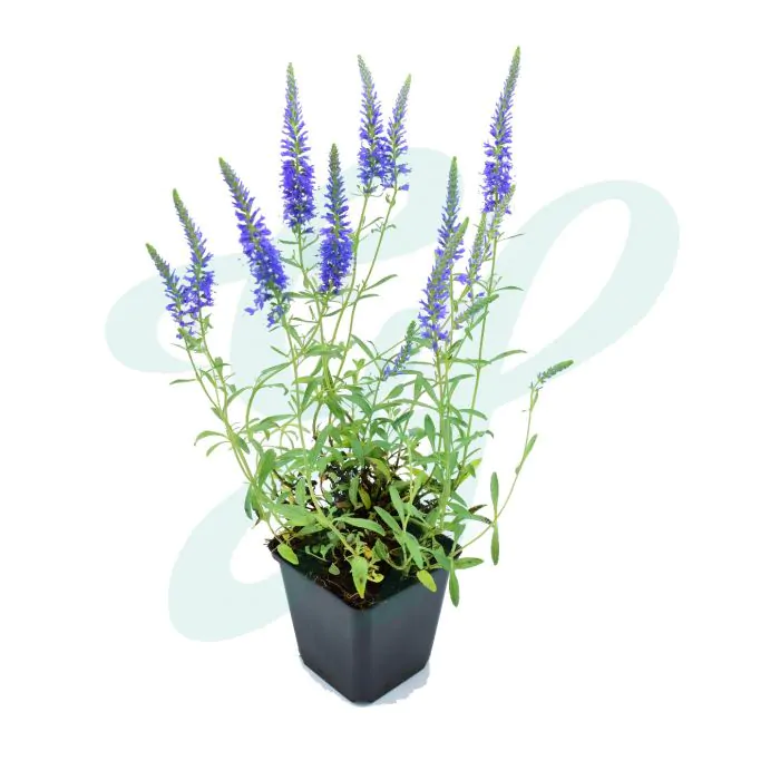 Veronica spicata P9
