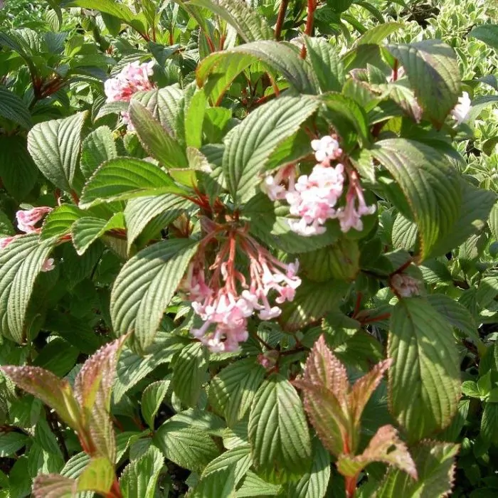 Viburnum bodnantense outlet
