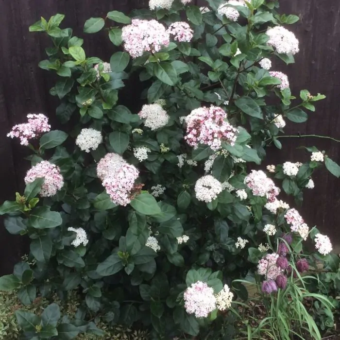 Viburnum tinus 'LisaRose' Sneeuwbal kopen?