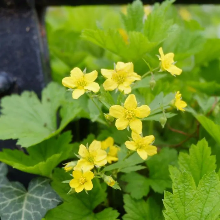 Glansmispel kopen: tips voor de mooiste tuinplanten Glansmispel kopen: tips voor de mooiste tuinplanten