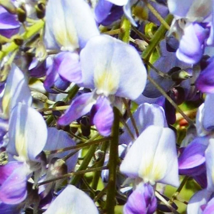 Wisteria floribunda 'Issai-naga' 50-60